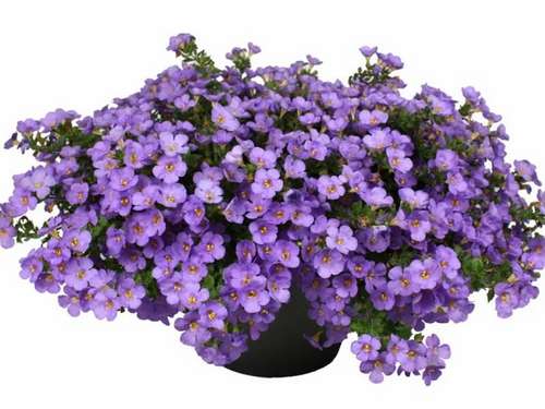 Бакопа Epic Blue