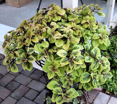 Плектрантус Troy's Gold (Золото Трои)