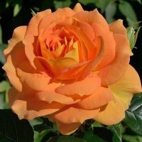 Голдэльзе (Goldelse)