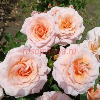 Грейт Экспектейшнс (Great Expectations)