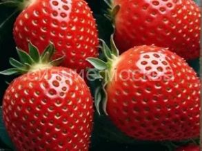 ЗЕМЛЯНИКА САДОВАЯ ПОРТОЛА (фриго), 5 шт (Флора Селект)