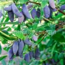 Zhimolost-sjedobnaya-Lyuks-Blyu-Banana-1-sht-Poisk