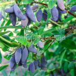 Zhimolost-sjedobnaya-Lyuks-Blyu-Banana-1-sht-Poisk