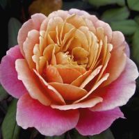 Дистант Драмс (Distant Drums)