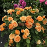 Дольче Вита (Dolce Vita1)