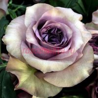 Дольчетто (Dolcetto)