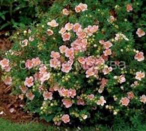 Лапчатка кустарниковая Люкс Беллисима , 1 шт., (Поиск)