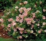 Lapchatka-kustarnikovaya-Lyuks-Bellisima-1-sht-Poisk