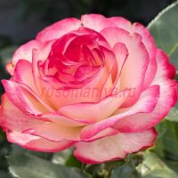 Жюбиле дю прэнс Де Монако (Jubile du Prince de Monaco)