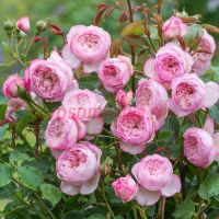 Зе Милл он зе Флосс (The Mill on the Floss)