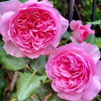 Зе Эйншент Маринэ (The Ancient Mariner)