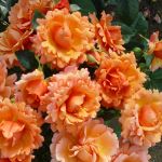 Изи Даз Ит (Easy Does It)