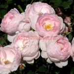 Флаворет Пеар (Flavorette Pear'd)