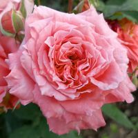 Инститью Люмье (Institut Lumiere)