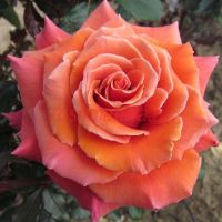 Коппер Лайт (Copper Light)