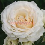 Космос (Kosmos)