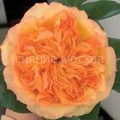 Roza-chajno-gibridnaya-Anri-Delbar-1-sht-Poisk