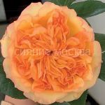 Roza-chajno-gibridnaya-Anri-Delbar-1-sht-Poisk