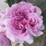 Лав Сонг (Love Song)