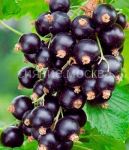 Смородина черная Изюмная (Поиск) 1 шт