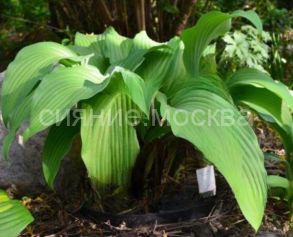 ХОСТА ФАНКИ МАНКИ (Funky Monkey)  (Флора Селект) 1 шт