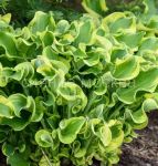 HOSTA-UIII-Wheee-1-sht-Flora-Selekt