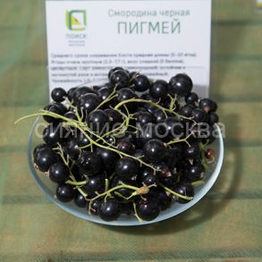 Смородина черная Пигмей (Поиск)