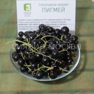 Smorodina-chernaya-Pigmej-Poisk