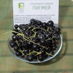 Smorodina-chernaya-Pigmej-Poisk