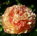 Пион древовидный Люкс Кинко, 1 шт (Поиск)