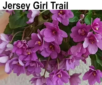 Jersey Girl Trail  НОВИНКА КАТАЛОГА