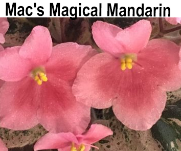 Mac's Magical Mandarin (G.McDonald) НОВИНКА КАТАЛОГА