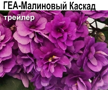 ГЕА-Малиновый Каскад (Е.Галицкая)  НОВИНКА