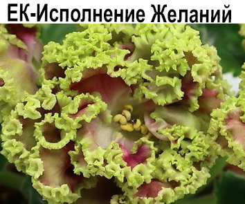 ЕК-Исполнение Желаний (Коршунова)  НОВИНКА КАТАЛОГА