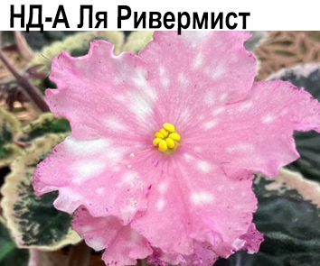 НД-А-ля Ривермист (Данилова-Суворова)