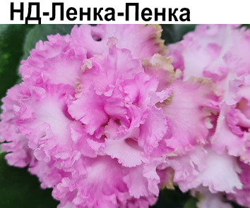 НД-Ленка-Пенка (Данилова-Суворова)