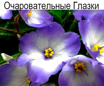 Очаровательные Глазки  ( Макуни Б)