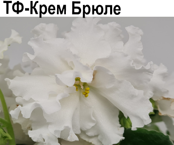 ТФ-Крем-Брюле (Фурлетова)