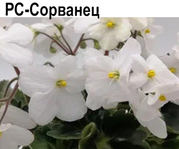 РС-Сорванец (Репкина)  НОВИНКА КАТАЛОГА!