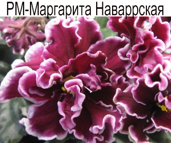 РМ-Маргарита Наваррская (Скорнякова)