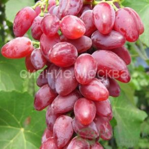 Виноград плодовый Дубовский розовый, 1 шт., Поиск