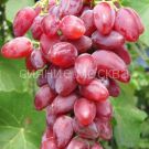 Vinograd-plodovyj-Dubovskij-rozovyj-1-sht-Poisk