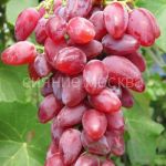 Vinograd-plodovyj-Dubovskij-rozovyj-1-sht-Poisk