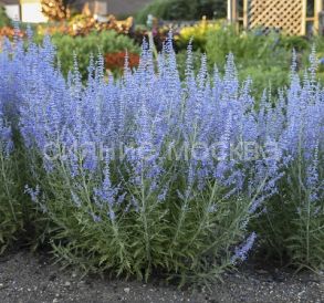 Перовския лебедолистная Тайга, /уп 1 шт/ Поиск