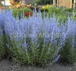 Perovskiya-lebedolistnaya-Tajga-up-1-sht-Poisk