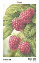 ЗПН-039 Золотая Подкова. Малина