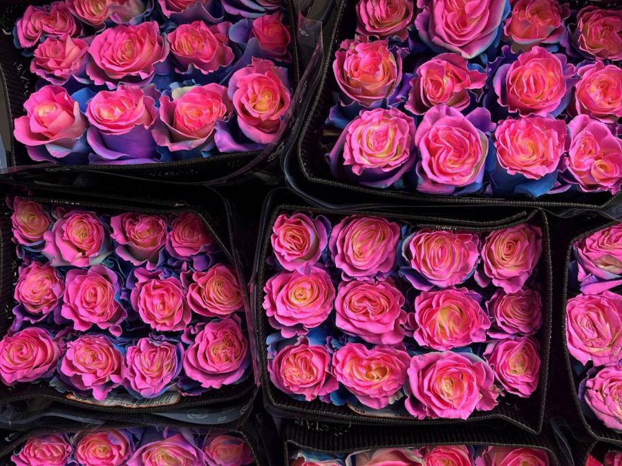 Роза Barbie Star