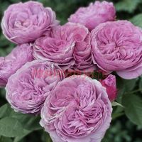 Лавендер Айс (Lavender Ice)