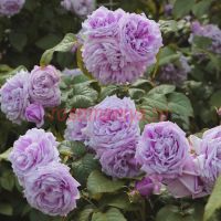 Ле Сайл Блу (Le Ciel Bleu)