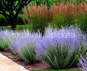 Перовския лебедолистная Литтл Спайр/уп 1 шт/ Поиск